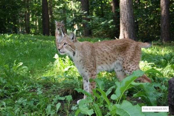 Wildpark-MV  Raubtier-WG Luchs
